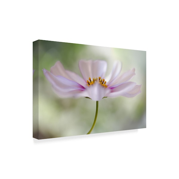 Mandy Disher 'Cosmos Cloud' Canvas Art,22x32